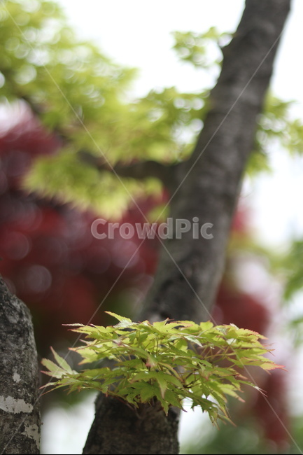 단풍,연두,봄,햇빛,새순,식물,자연,plants,nature,나무,trees,wood