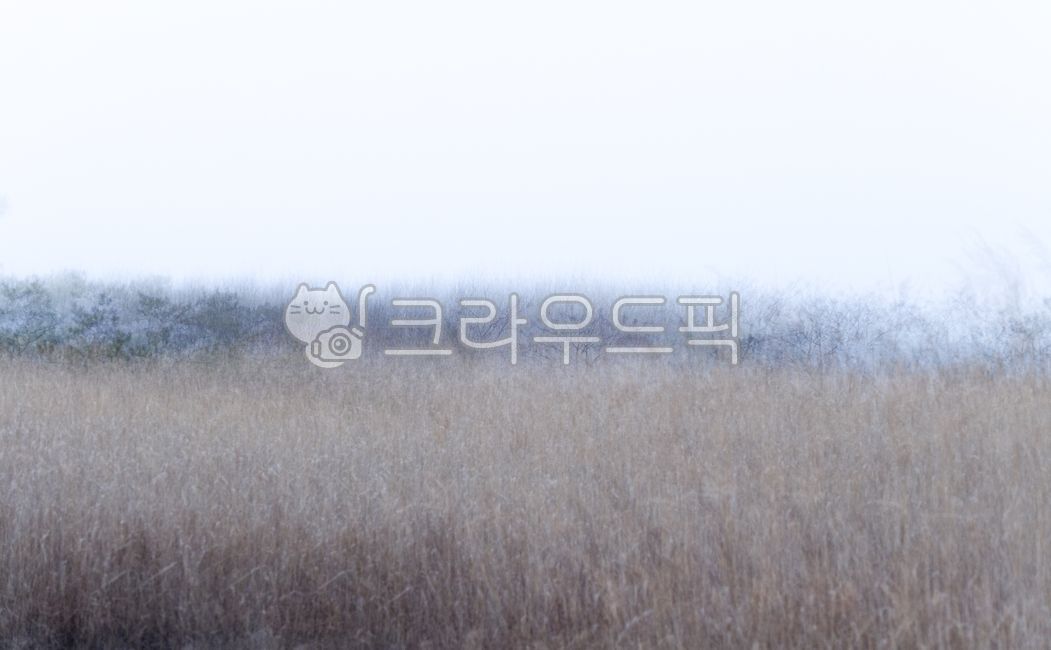 Suncheon Bay,Suncheon Bay Wetland,Wetland,Salt Plant,Multi-shot,Soft,Atmosphere,Abstract,Vintage,Reed,Suncheon Bay Reed,Migratory Bird Stop,Reed Colony,World Natural Heritage,Coastal Wetland,Waon Beach,Tidalflat,Abstract,Vintage,Nature,