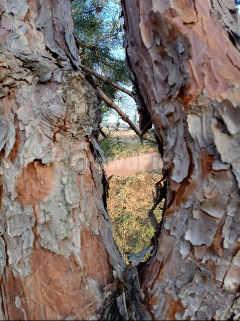 나무,식물,plant,tree,treetrunk,나무줄기,자연,큰나무,적송,소나무,경치,식물,자연,plants,nature,나무,trees,wood
