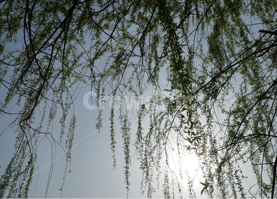 자연,샛강,봄,나무,풀,꽃,초록,숲,식물,자연,plants,nature