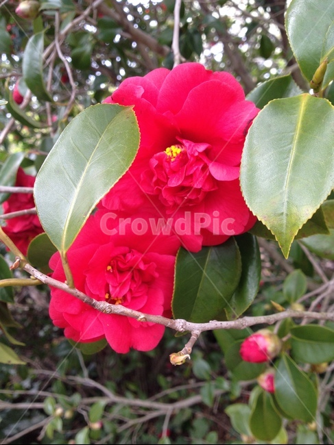 꽃,동백꽃,카멜리아,flower,camellia,카멜리아힐,진분홍