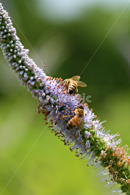 곤충,봄,식물,공원,아름답다,식물,자연,plants,nature,꽃,flower,동물,animal,곤충,벌레,insect,bug