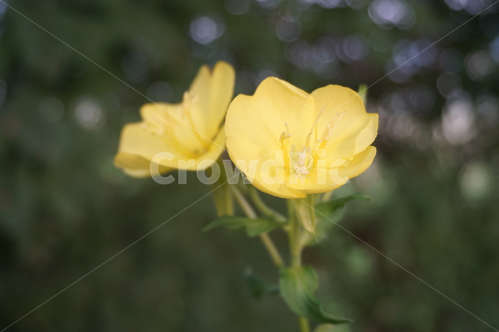 꽃,blossom,geranium,식물,제라늄,flower,plant,식물,자연,plants,nature,꽃,flower