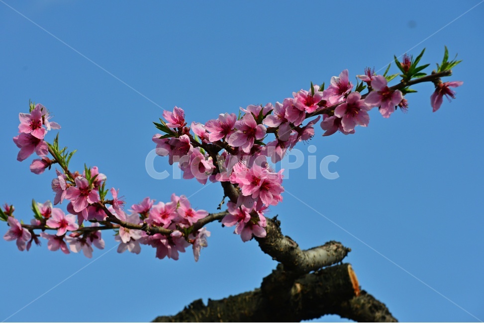 plant,식물,blossom,flower,복사꽃,복숭아꽃,꽃,분홍꽃,봄