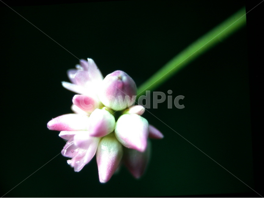 들꽃,야생화꽃,꽃,여뀌,풀꽃,식물,자연,plants,nature,꽃,flower