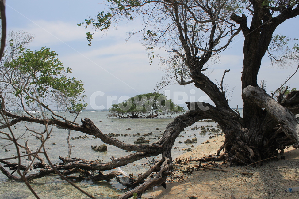 인도네시아,길리,해변,나무,나무해변,indonesia,gili,beach,beachandtree,vacation,nature,sea,고즈넉