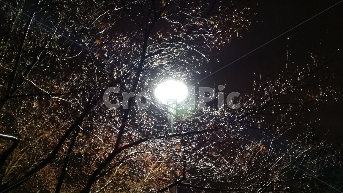 나무,밤,가로등,비,밤하늘,tree,light,night,rain,nightsky,water