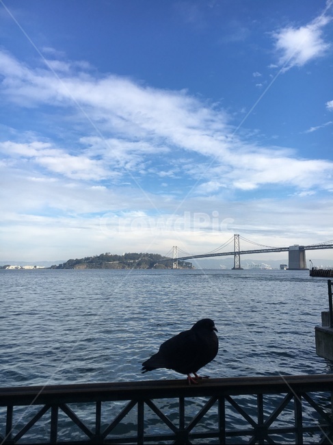 animal,동물,bird,새,바다,sea,ocean,sky,cloud,하늘,구름,sight,landscape,scenery,scene,view,풍경,경관,동물,animal,조류,새,birds