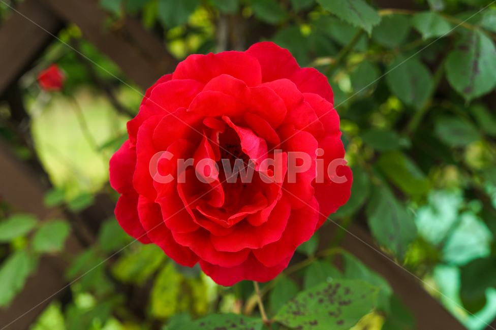 꽃,장미,로맨틱,장미꽃,빨간장미,식물,자연,plants,nature,꽃,flower