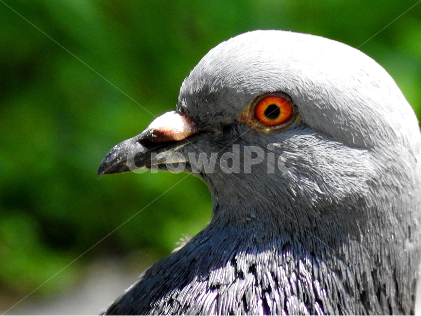 새,조류,동물,비둘기,bird,동물,animal,조류,새,birds