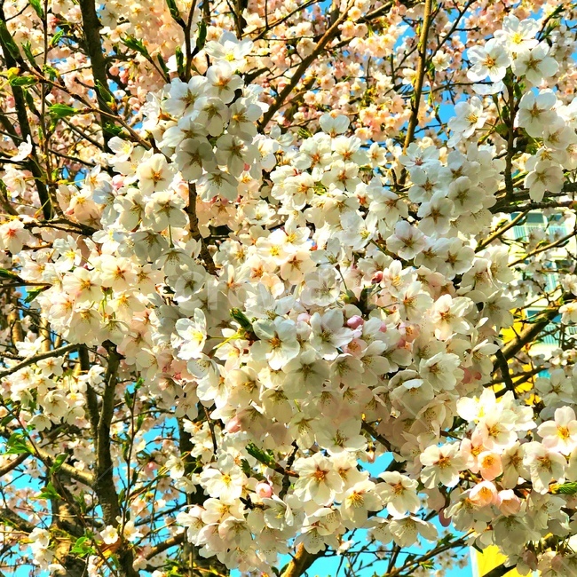 강원도,벚꽃,벚꽃구경,벚꽃나무,벚꽃놀이,sakura,하늘,cherryblossoms,cherryblossom,감성,색깔,보정,색상,색채,채도,색감,color,feeling,colersence,cherryblossoms,pink,cherryblossom