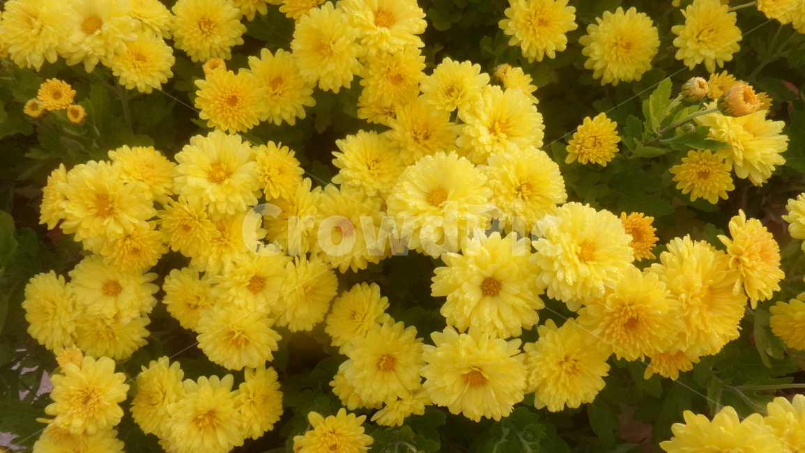 소국,관상식물,노란색꽃,다년생초본식물,오상고절,식물,자연,plants,nature,꽃,flower
