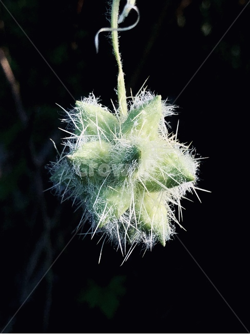 식물,열매,가시박,가시,풀,식물,자연,plants,nature