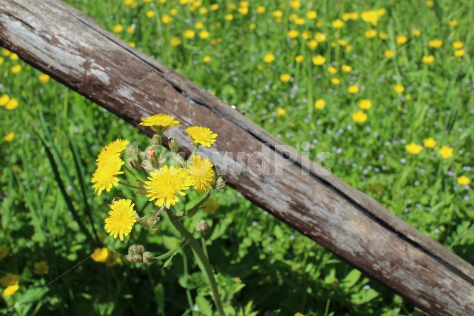 민들레,꽃,꽃밭,노랑,노랑꽃,식물,자연,plants,nature,꽃,flower