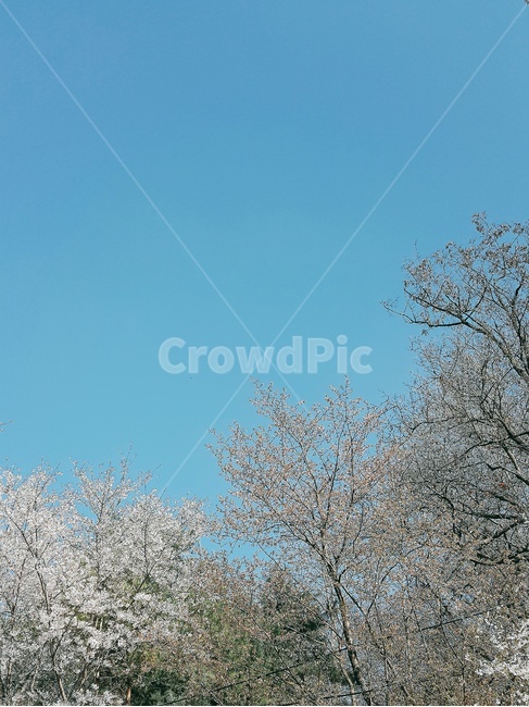 봄,spring,초봄,나무,자연,산,tree,nature,mountain,earlyspring,꽃,시작,start,깨어남,wake,봄,계절,spring,season,outdoors,옥외,ice,빙