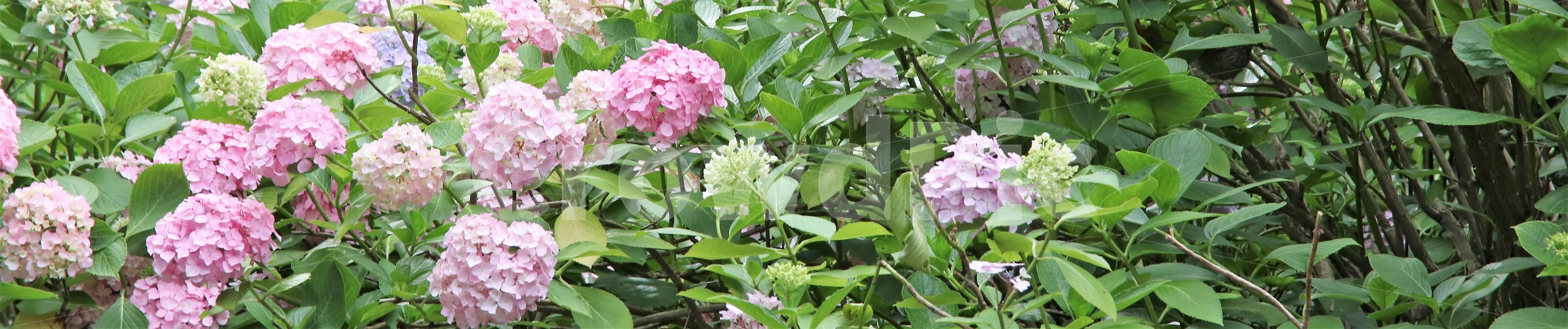 꽃,수국,부산수국축제,태종대수국,꽃나무,식물,자연,plants,nature,꽃,flower