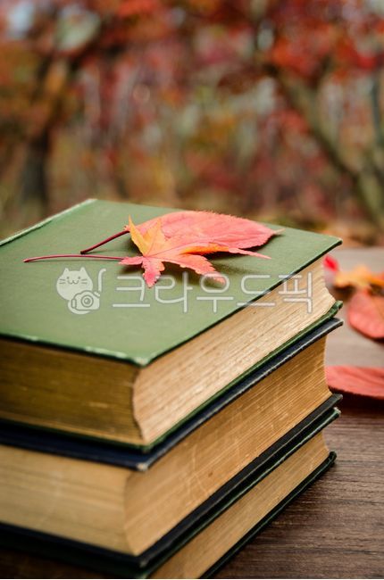 가을,단풍,책,낙엽,독서,자연,배경,잎,휴식,여유,릴렉스,편안함,나무,테이블,가을,계절,fall,autumn,season