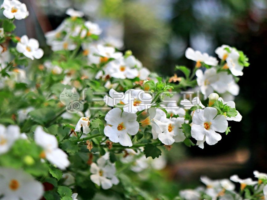 spring flowers,white flower,plant,flower market,flower