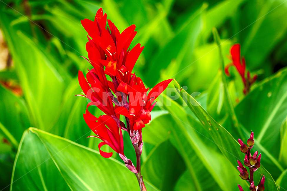 칸나,칸나꽃,꽃,정원,flower,식물,자연,plants,nature,꽃,flower