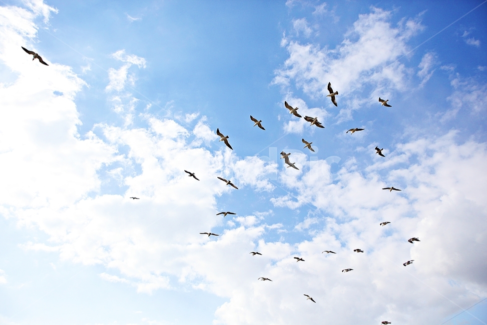 갈매기,새,조류,하늘,자연,배경,구름,조류,새,birds