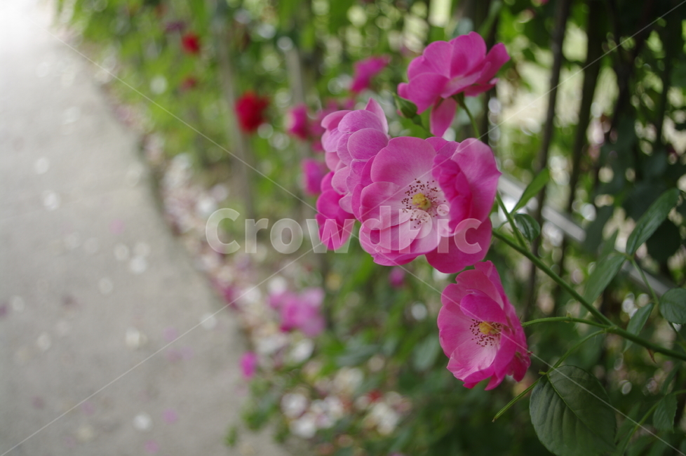 장미,꽃,flower,식물,plant,자연,nature