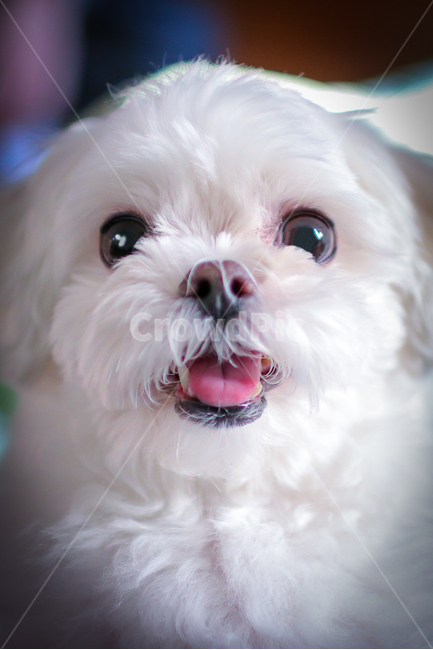 반려견,애완동물,강아지,사진,카메라촬영,동물,animal,포유류,mammal,개,강아지,dog,doggy