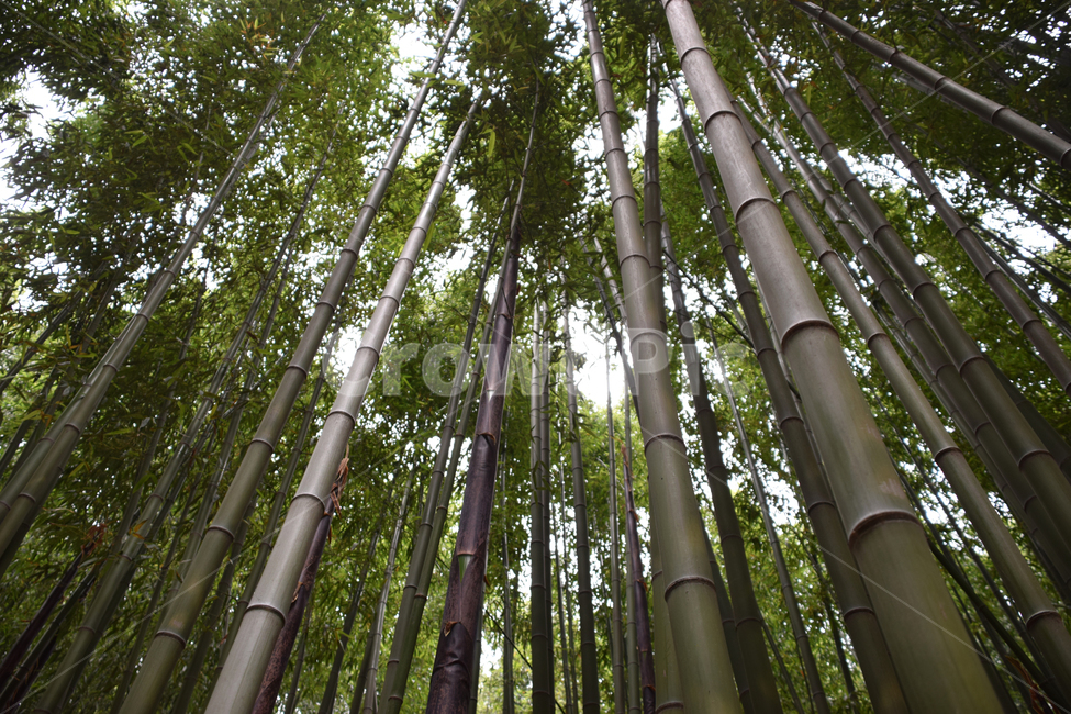 대나무,녹색,죽림,관목,식물,야외,숲,광합성,나무,죽순,삼림,한국,아시아,여름,정원,자연,질감,자연,풍경,nature,landscape,식물,plants,나무,trees,wood,plant,bamboo