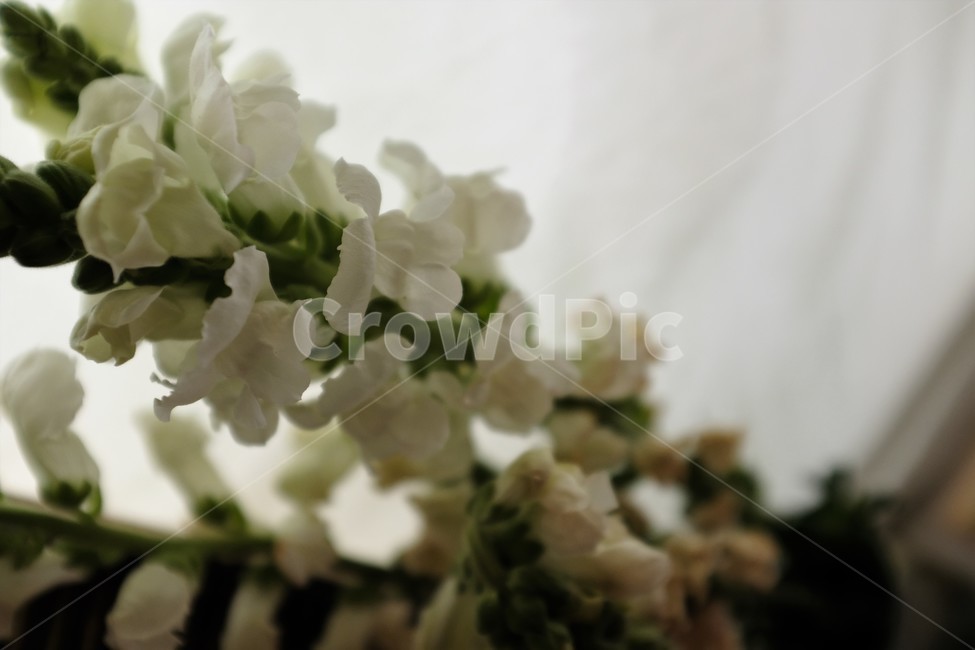 꽃,광목천,흰색꽃,흰꽃,빈티지,식물,자연,plants,nature,꽃,flower