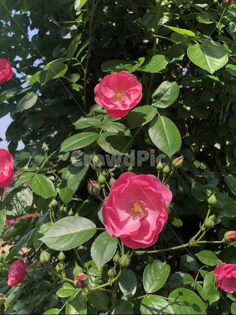 장미,꽃,자연,공원,장미꽃
