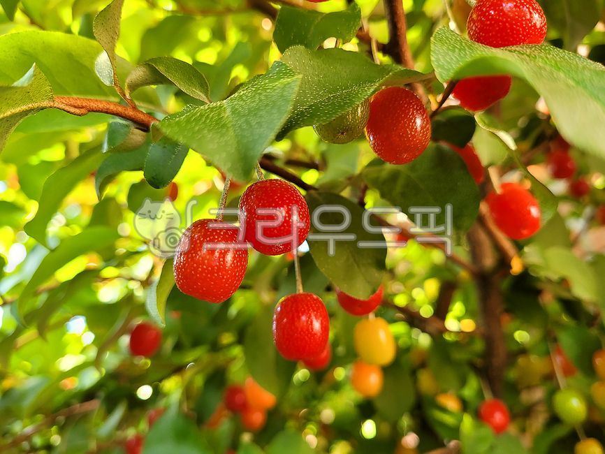 보리수,보리수열매,열매,과일,음식,food,fruit,plant,식물