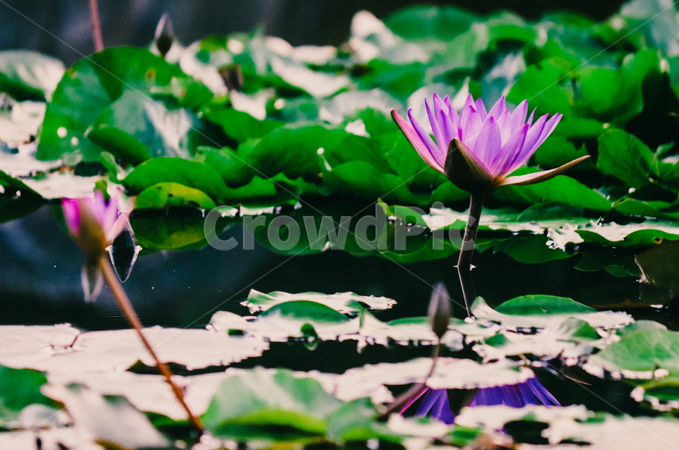 연꽃,꽃,자연,연못,물,식물,자연,plants,nature,꽃,flower