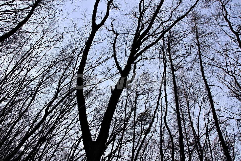 나무,tree,실루엣,plant,silhouette