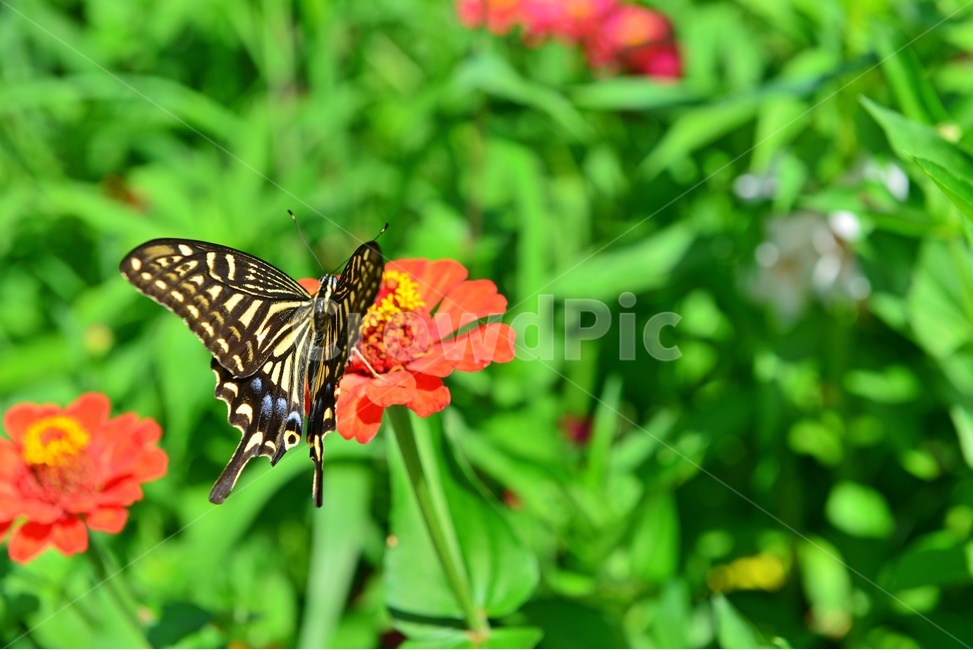 nature,자연,outdoors,옥외,백일홍,호랑나비,나비,plant,식물,식물,자연,plants,nature,꽃,flower,동물,animal,곤충,벌레,insect,bug
