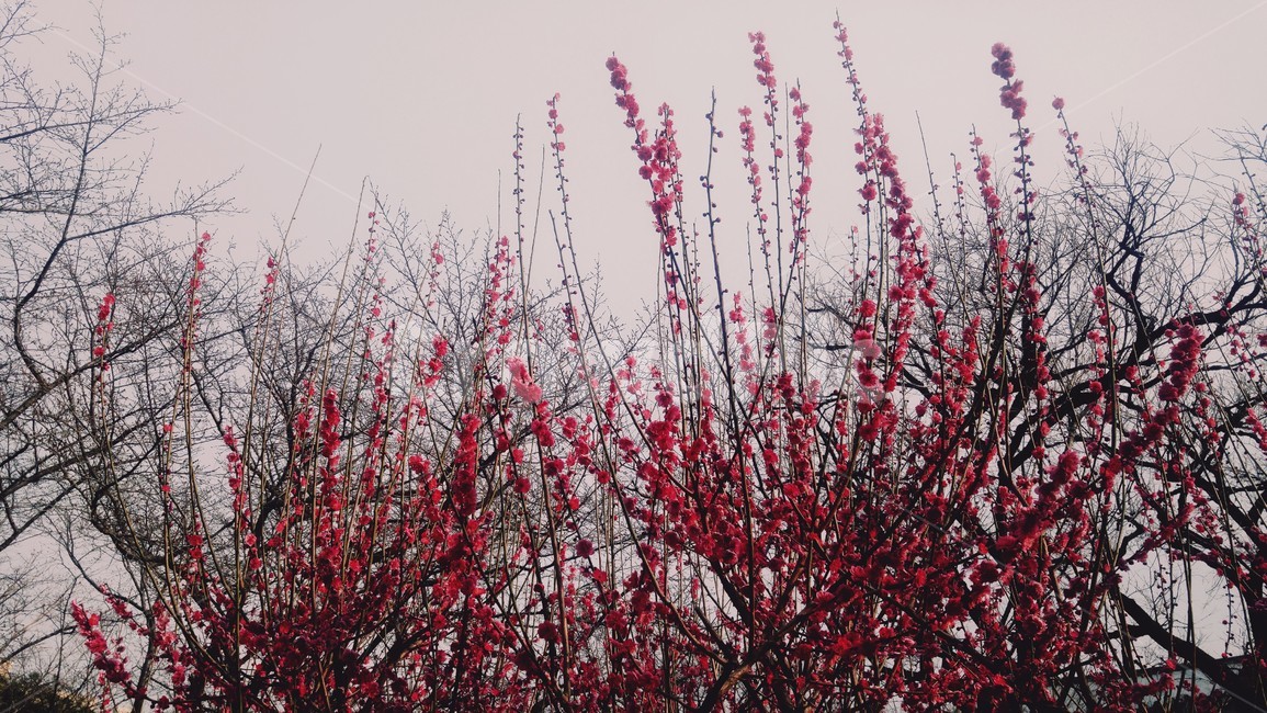 꽃,봄꽃,붉은꽃,봄소식,자연,springflower