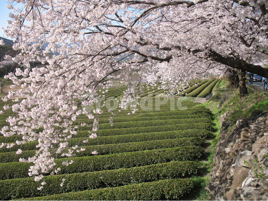 하동,쌍계사,십리벚꽃길,벚꽃축제,차시배지,녹차밭,봄,계절,spring,season,식물,자연,plants,nature,나무,trees,wood,plant