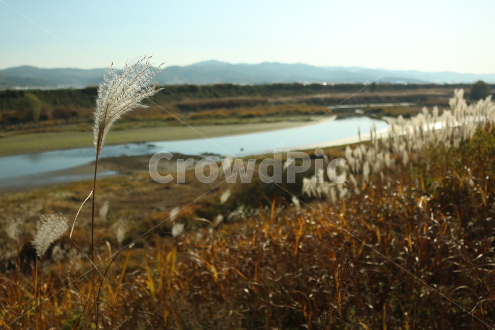 가을,가을의갈대,강가의갈대,갈대밭,늦가을오후,가을,계절,fall,autumn,season,자연,풍경,nature,landscape,grass,잔디,plant,식물,lawn,reed,갈대
