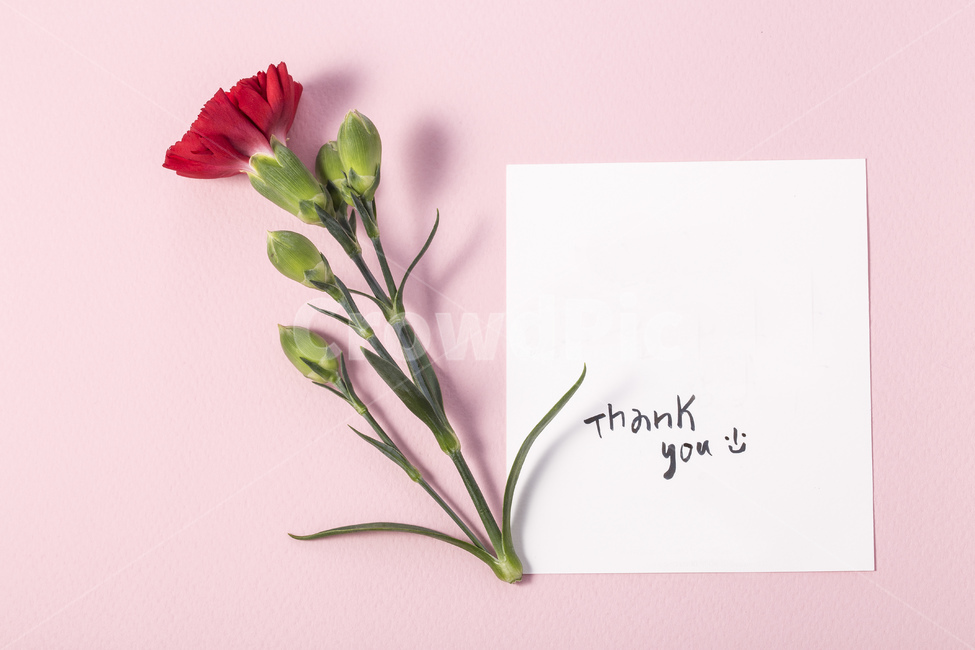 카네이션,꽃,플라워,5월,빨간색,스승의날,어버이날,감사,가정의달,핑크,thankyou,한송이,선물,카드,엽서,메모,가족,패밀리,family,감정표현,기분,feeling,emotion,교육,학교,공부,education,learning,study,school,연출,컨셉,콘셉,direction,concept