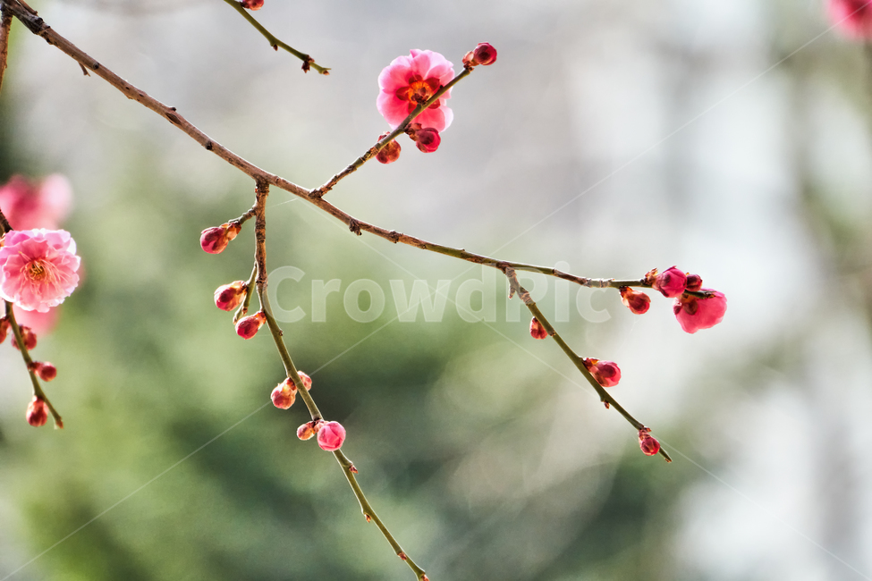 홍매화,매화,꽃,매화꽃,자주색,접사,붉은색,tree,blossom,plum,flower,pink,leaf,sky,nature,floral