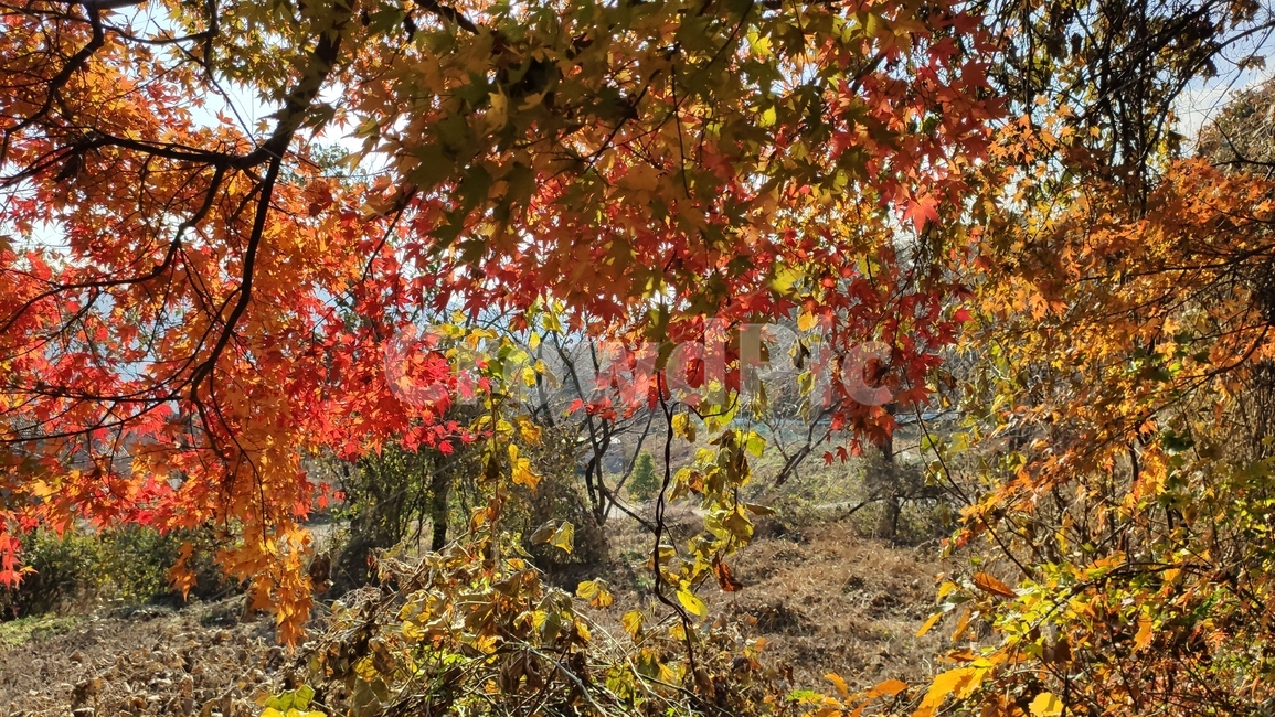 가을단풍,가을,엽록소,leaf,잎,plant,식물,tree,나무,maple,단풍,가을,계절,fall,autumn,season
