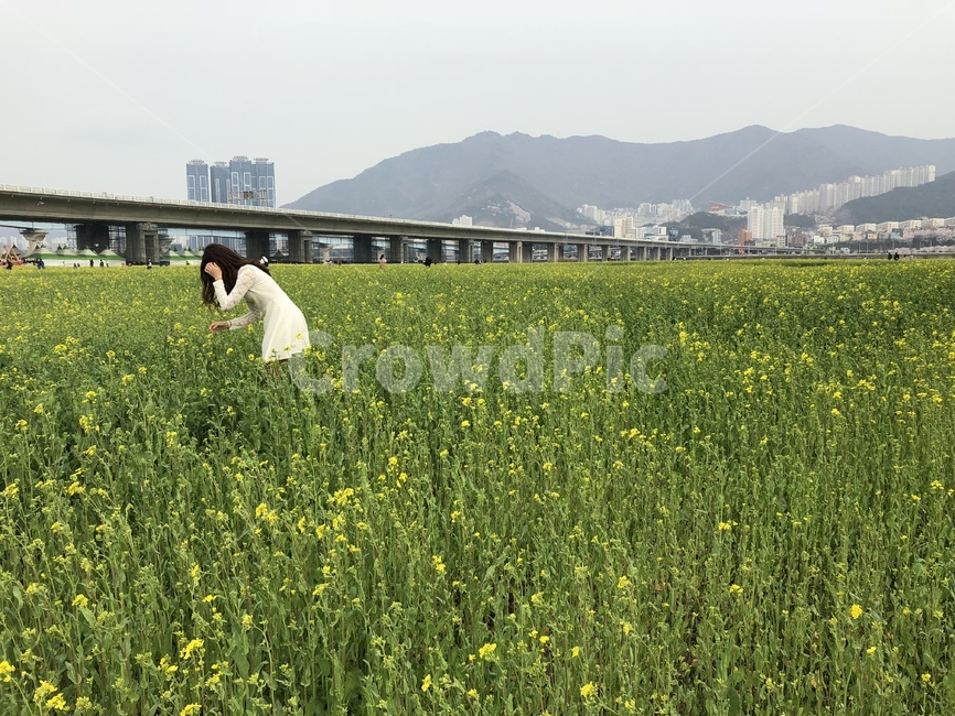 grassland,field,들,outdoors,옥외,nature,자연,rural,농촌,farm,농장,meadow,목초지,countryside,한지방,person,사람,human,인간,생태공원,유채꽃,밭,부산,여자,여성,아이,꽃내음,향기