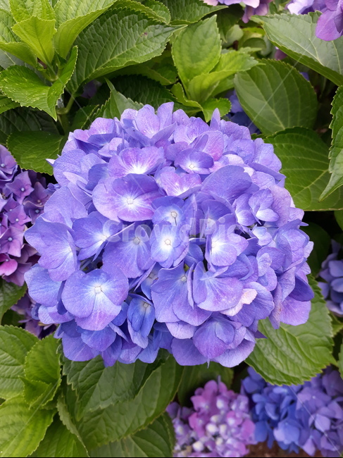 꽃,식물,flower,blossom,수국,plant,식물,자연,plants,nature,꽃,flower