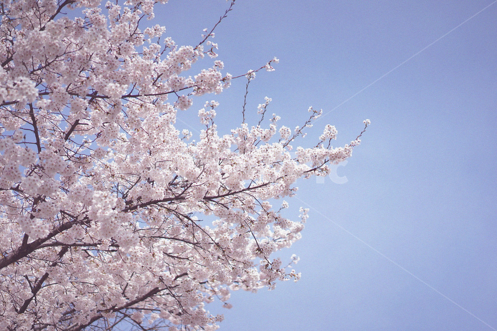 벚꽃,사쿠라,봄꽃,꽃놀이,꽃구경,spring,봄,계절,spring,season,자연,풍경,nature,landscape,plant,식물,flower,꽃,blossom