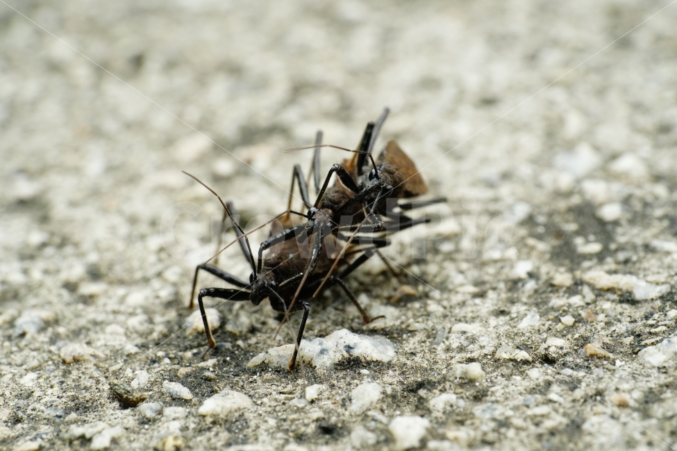 민날개침노린재,곤충,벌레,교미,삼각관계,자연,여름,접사,동물,insect,animal,nature,summer,macro,bug,땅,암컷,수컷,사랑,러브,재미있다,재미있는,특이한,특이,독특,독특한,신비,신비한,love,신비하다,신기,신기하다,스냅,스냅사진,스넵,스넵사진,snap,snapshot,한국자연,한국의자연,풍경,landscape,동물,animal,곤충,벌레,insect,bug