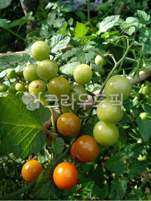 토마토,토마토재배,토마토농사,텃밭,농작물