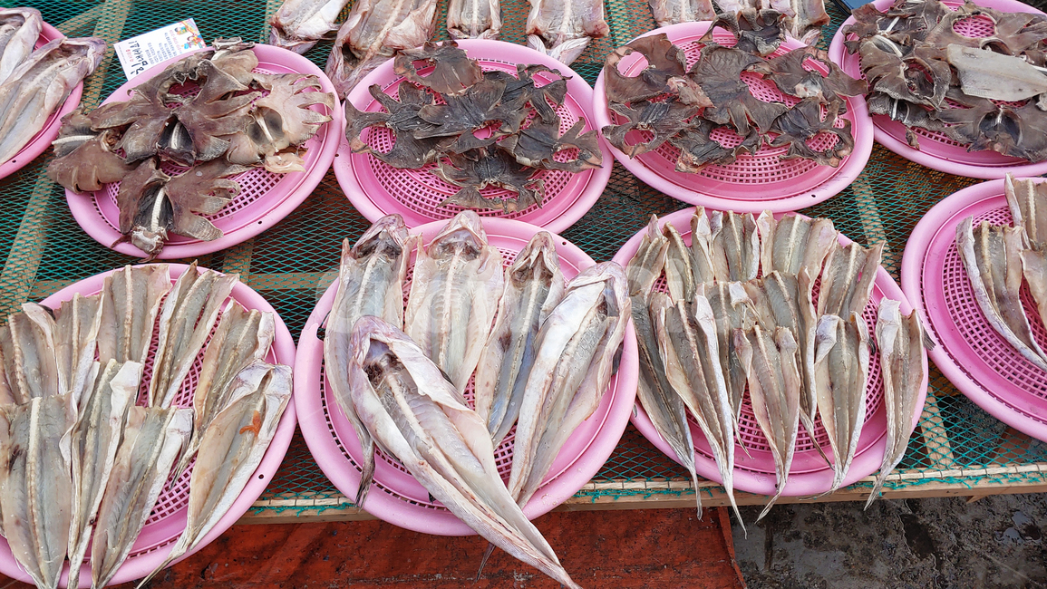 수산물,음식,푸드,해물,해산물,바다생물,다양한,좌판,노점,피쉬,fish,배경,반건조,생선포,바탕,animal,동물,생선,생선가게,백그라운드,어시장,수산시장,한국적,우리것,어종,수산물,해산물,fishery products,seafood