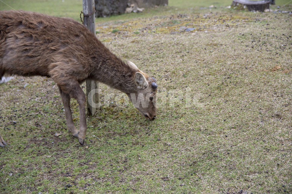 사슴,동물,자연,야생,나라공원,deer,animal,nature,wild