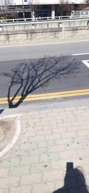 사람,아스팔트,도로,나무,지하철역사