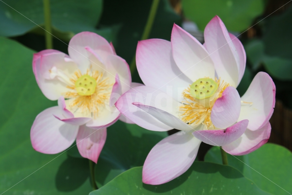 서울,불교,사찰,절,연꽃,식물,자연,plants,nature,꽃,flower