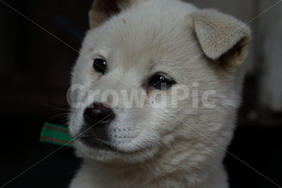진돗개,진돌이,멍멍이,흰둥이,강아지,반려견,반려동물,애완견,애완동물,동물,집지키는개,개,시골,귀염둥이,귀여운,dog,snap,snpshot,스냅,스냅사진,스넵,스넵사진,감성,감성사진,힐링,힐링사진,cute,pretty,백구,새끼,animal,포유류,동물,animal,개,강아지,dog,doggy,포유류,mammal
