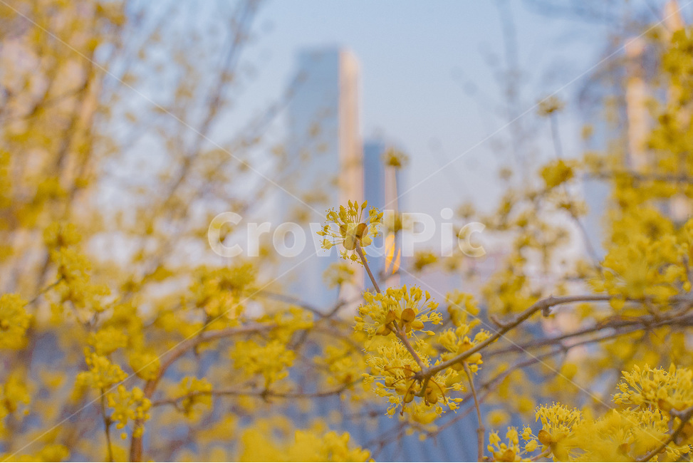 산수유,자연,봄,꽃,풍경,봄,계절,spring,season,식물,자연,plants,nature,꽃,flower